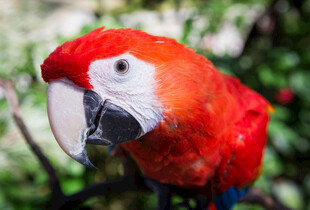 鲜艳红鹦鹉特写