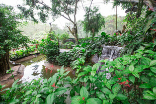 雨林中的潺潺溪流与绿植