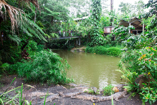 丛林中的静谧池塘