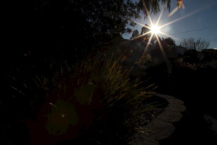 阳光照耀下的幽径与绿植