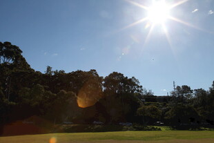 阳光下的绿意盎然景致