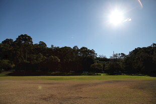 阳光照耀下的开阔草地树林