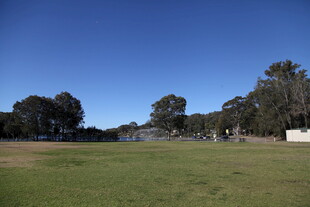 开阔草地与远处树木景观