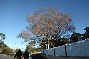 秋日街道旁的大树与人