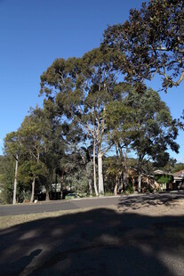 户外绿树成荫的宁静场景