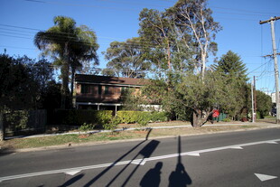 街道旁的绿树与房屋