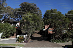 宁静街道旁的绿植与房屋