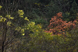 山林间多彩树木景致
