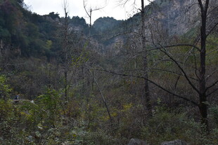 山间植被覆盖的自然景色