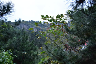 山林间繁茂的绿植景观