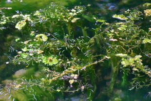 翠绿枝叶间的清新景致