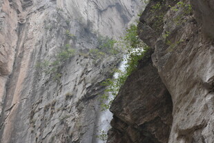 险峻峡谷间的生机绿意