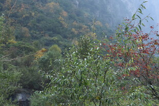 山林间多彩植被景观