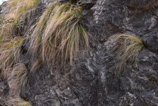 岩石上生长的金黄野草
