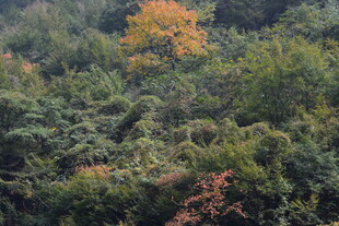 秋日山林斑斓景致