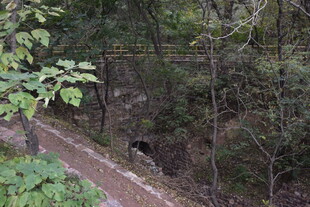 林间小道上的黑熊