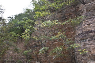 崖壁上的绿植生机盎然