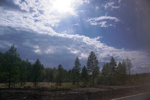 蓝天白云下的森林风景