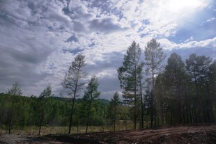 森林中的蓝天白云景象