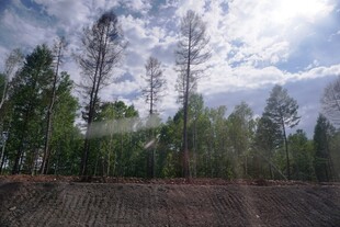 林间农田 蓝天白云之景