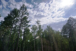 阳光照耀下的茂密森林