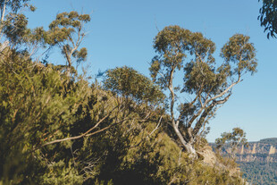 山林间的树木与开阔蓝天