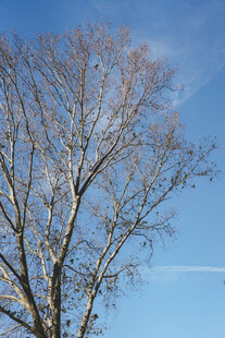 冬日树枝映蓝天