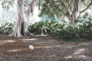 林间白鸟栖息于大树之下