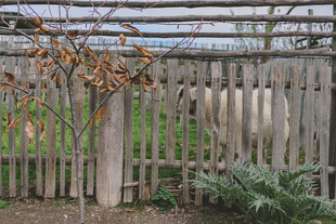 木质围栏旁的自然景致