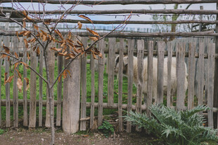 木质围栏旁的自然景致
