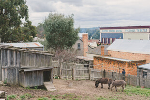 乡村小屋旁的马匹