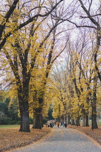 秋日银杏林荫道美景