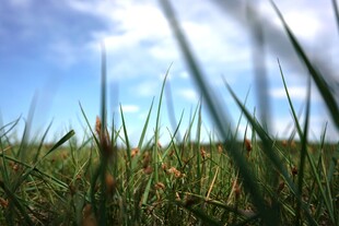 蓝天绿草间的清新自然