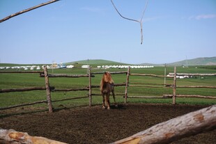 草原围栏内的骑马场景