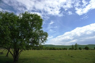 草原绿树蓝天美景