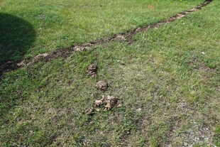 草地中的一道深色痕迹