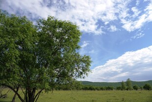 绿野蓝天树木风景图