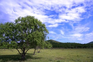 草原孤树 蓝天白云美景