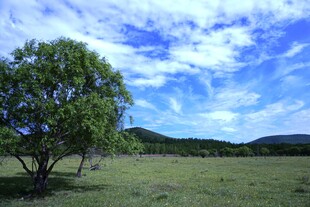 草原孤树 蓝天白云美景