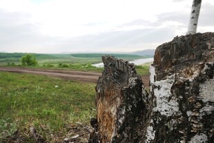 田野中的树桩景观