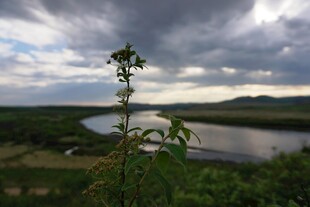 湖畔孤植 自然风景如画