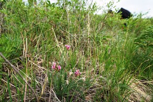 草丛中的粉色小花