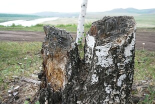 残损树桩 荒原中的孤独印记