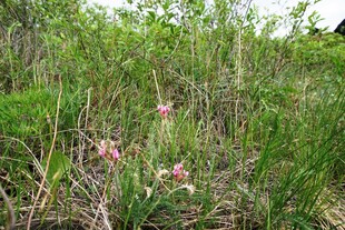 草丛中的粉色小花