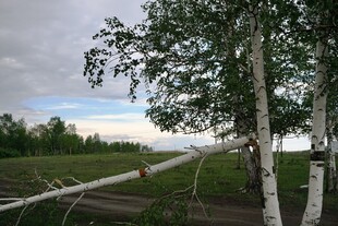 暴风雨后倒伏的白桦树