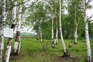 白桦林草地风景