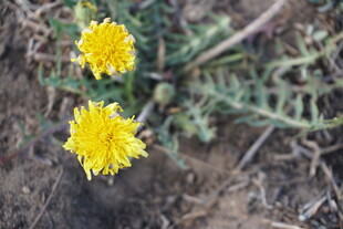 两朵绽放的黄色蒲公英