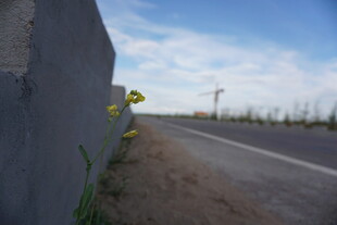 墙边小花伴公路