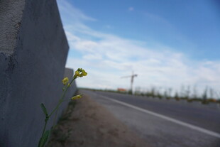 路边石旁的黄色小花