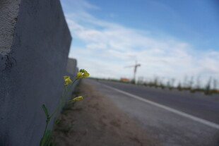 路边小花绽放于墙旁